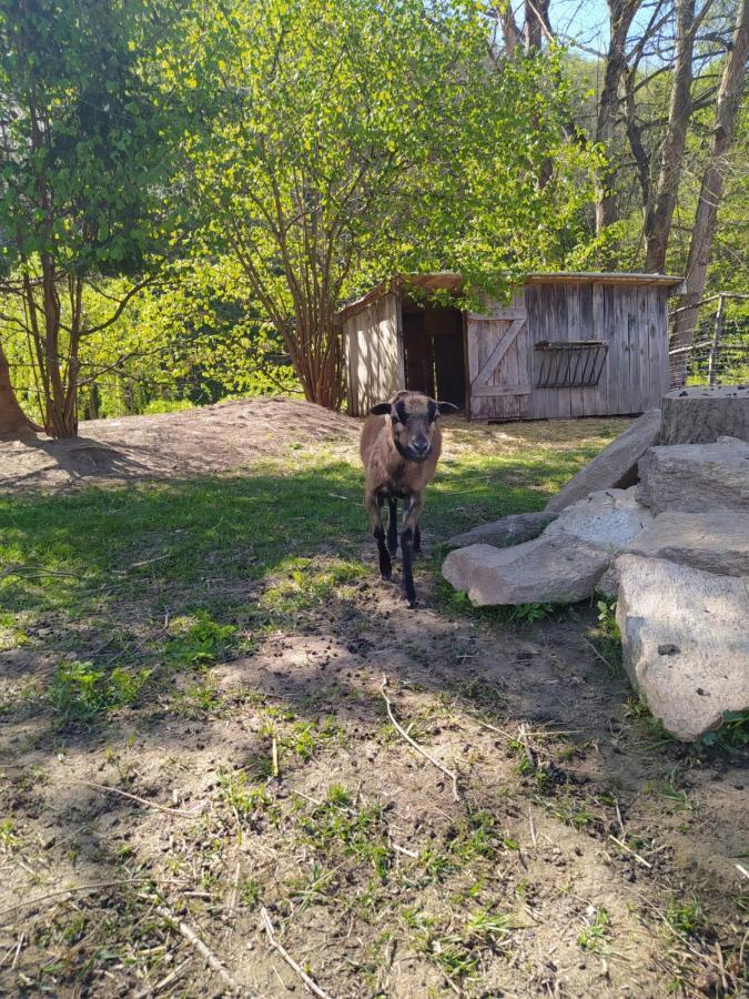 Penzion Kormorán Vranov nad Dyjí Esterno foto