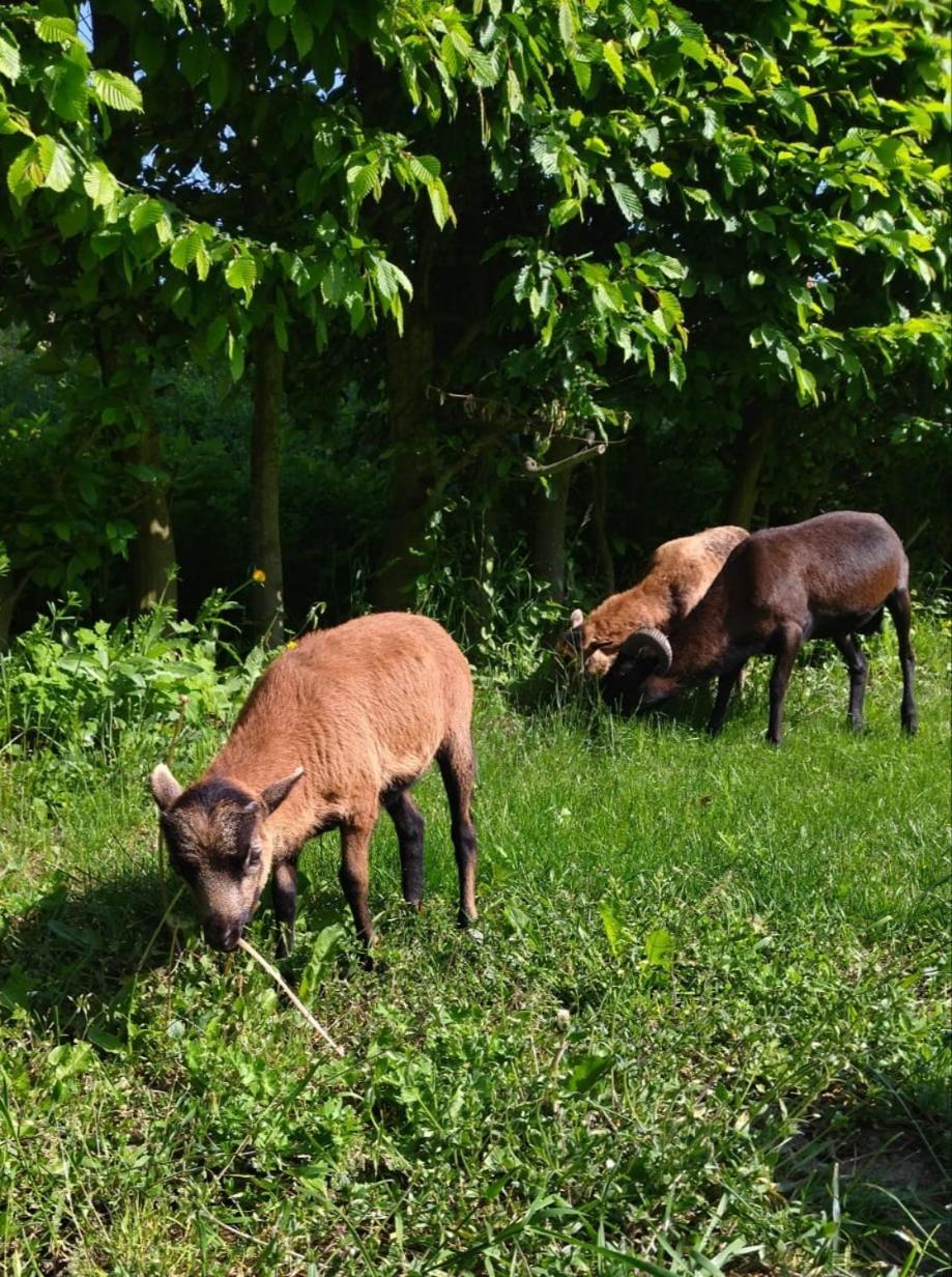 Penzion Kormorán Vranov nad Dyjí Esterno foto